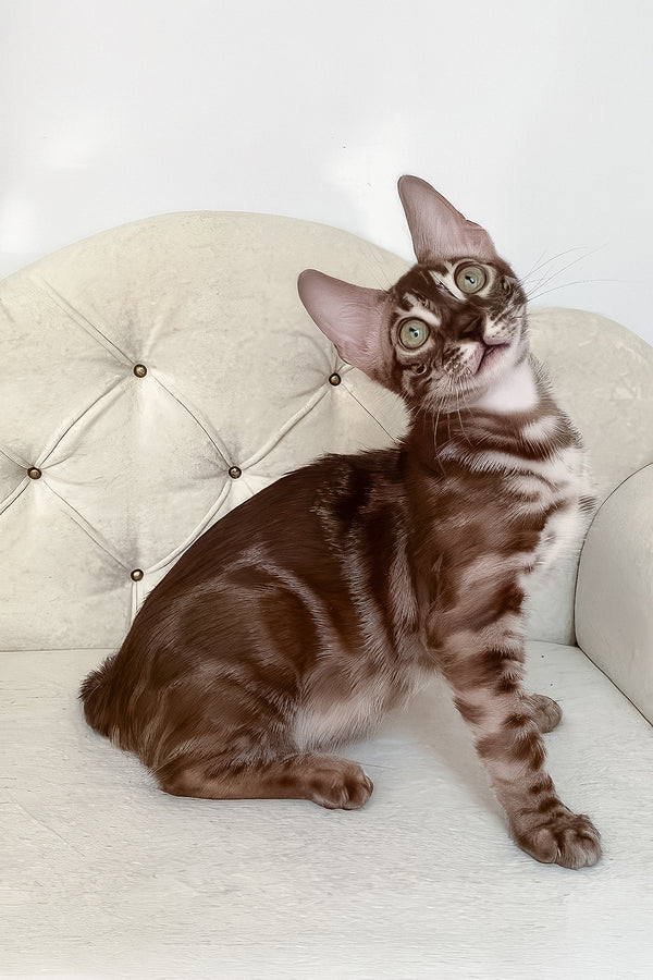 Indy | Bengal Kitten