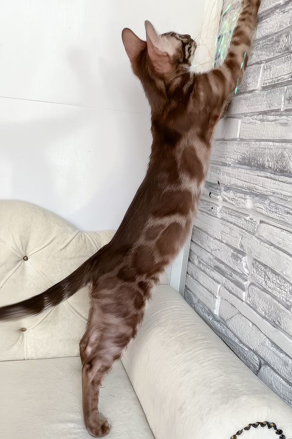 Indy | Bengal Kitten