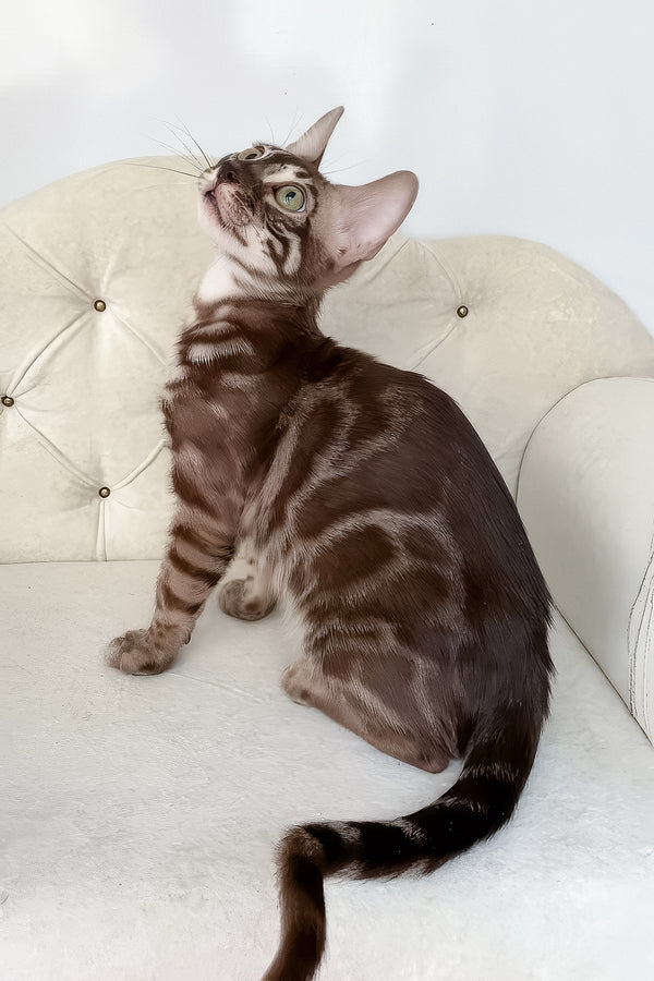 Indy | Bengal Kitten