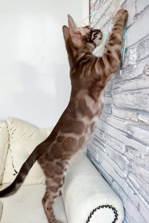 Indy | Bengal Kitten