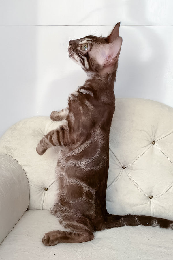 Indy | Bengal Kitten