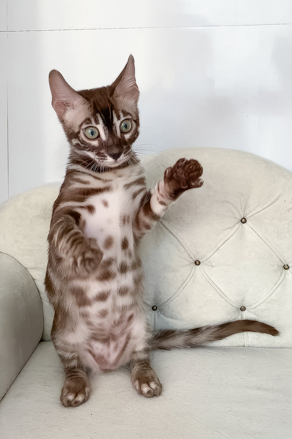 Indy | Bengal Kitten