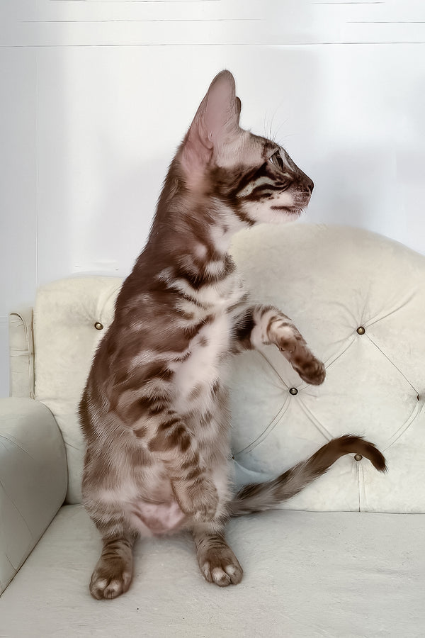 Indy | Bengal Kitten