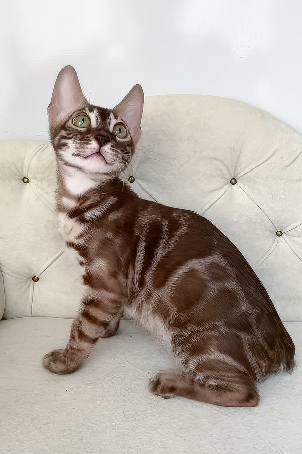 Indy | Bengal Kitten