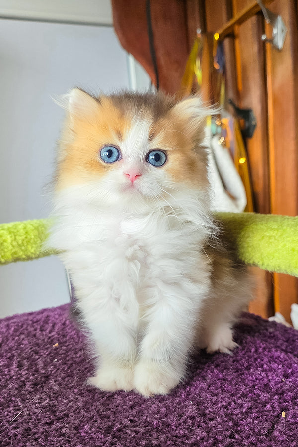 Indy | Scottish Straight Longhair Kitten