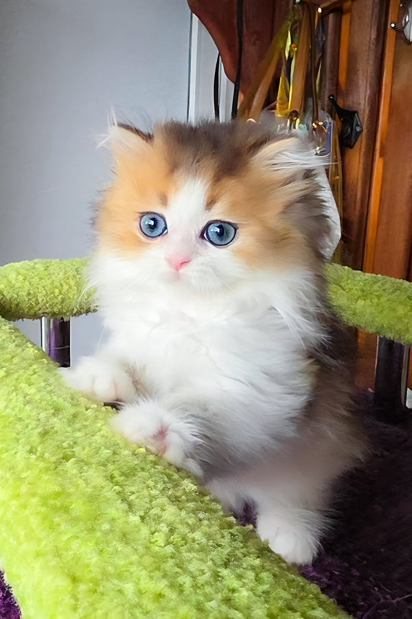Indy | Scottish Straight Longhair Kitten