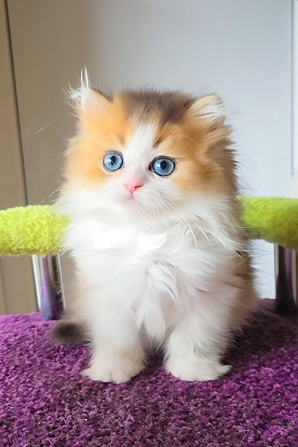 Indy | Scottish Straight Longhair Kitten