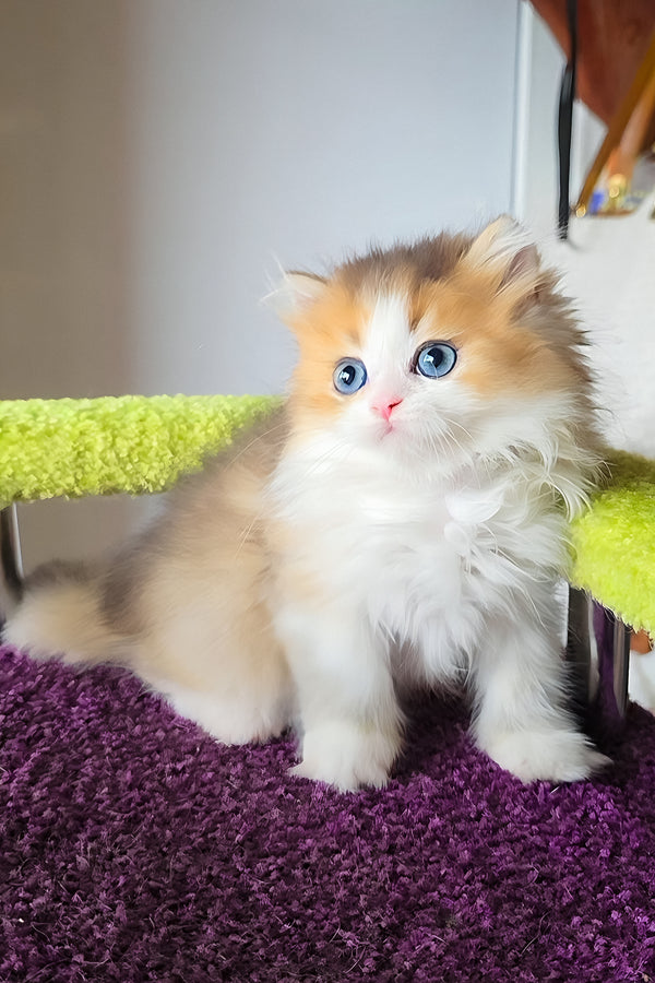 Indy | Scottish Straight Longhair Kitten