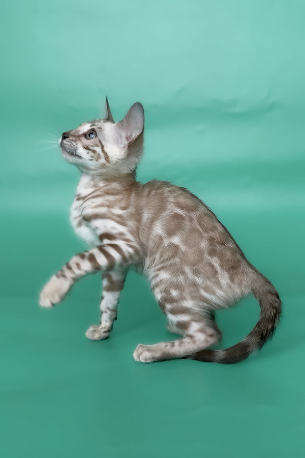 Inessa | Bengal Kitten