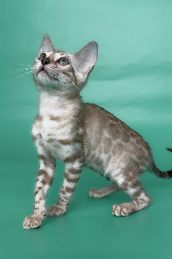 Inessa | Bengal Kitten