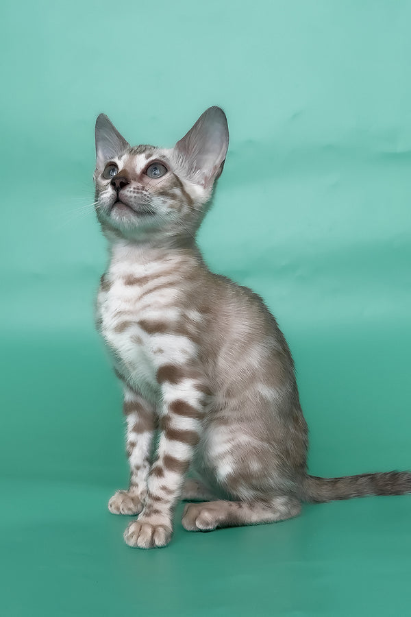 Inessa | Bengal Kitten
