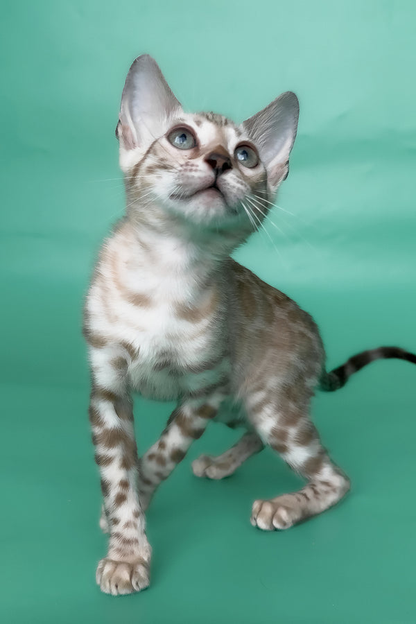 Inessa | Bengal Kitten