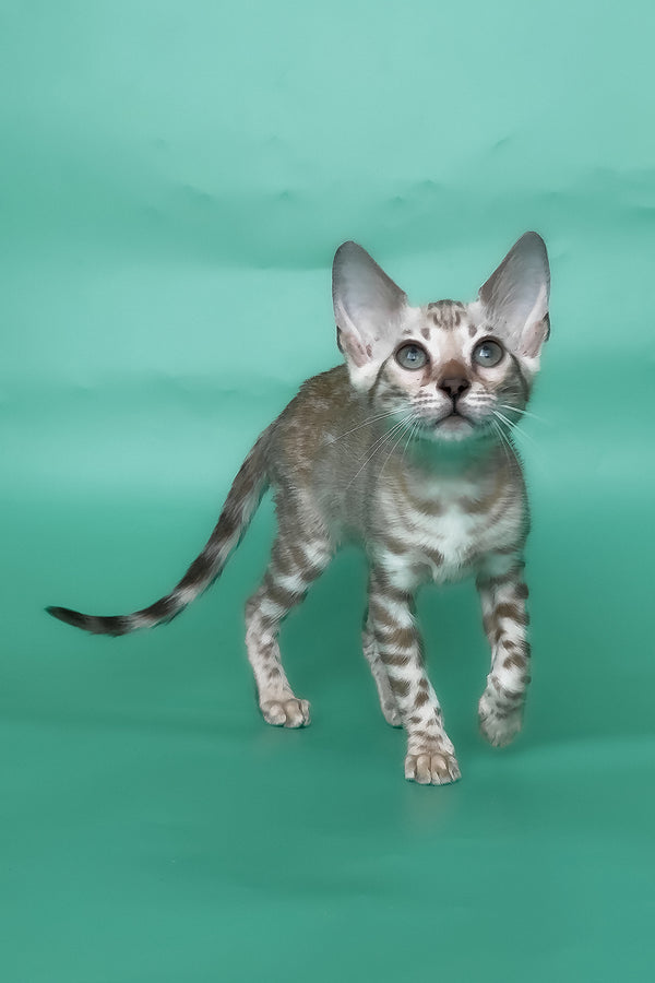 Inessa | Bengal Kitten
