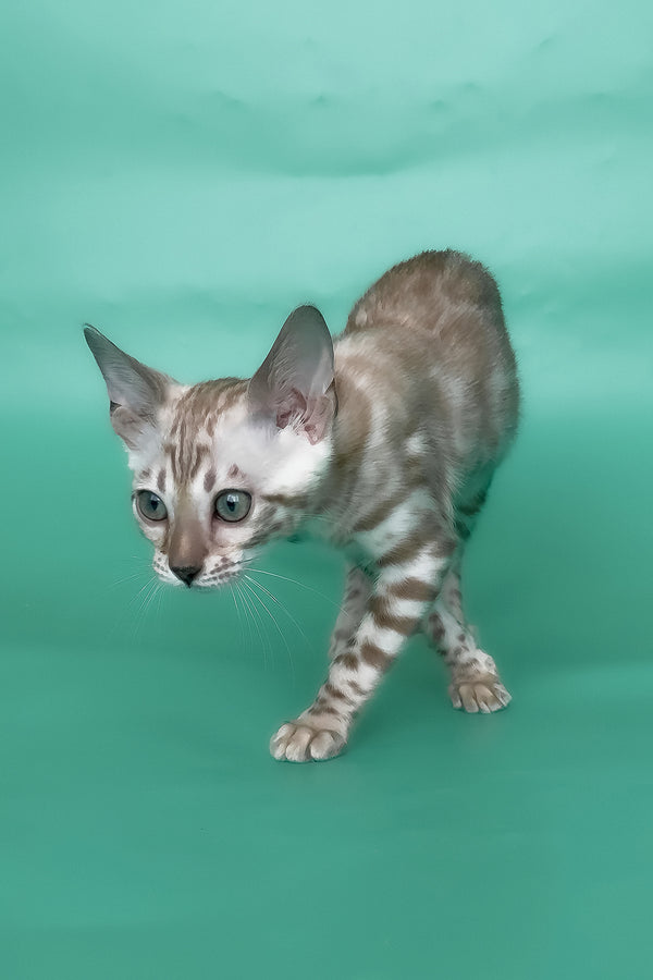 Inessa | Bengal Kitten