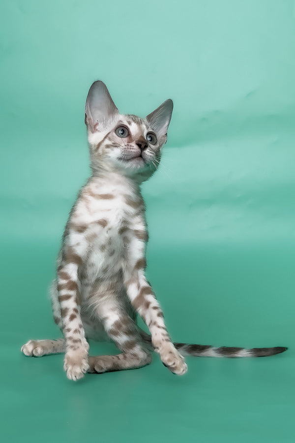 Inessa | Bengal Kitten