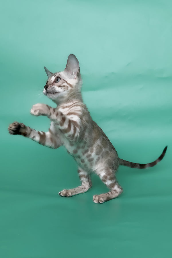 Inessa | Bengal Kitten
