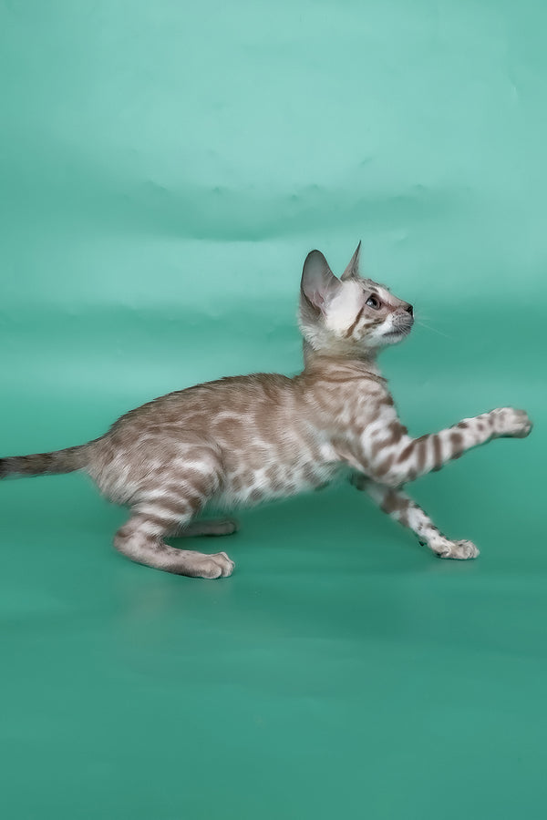 Inessa | Bengal Kitten