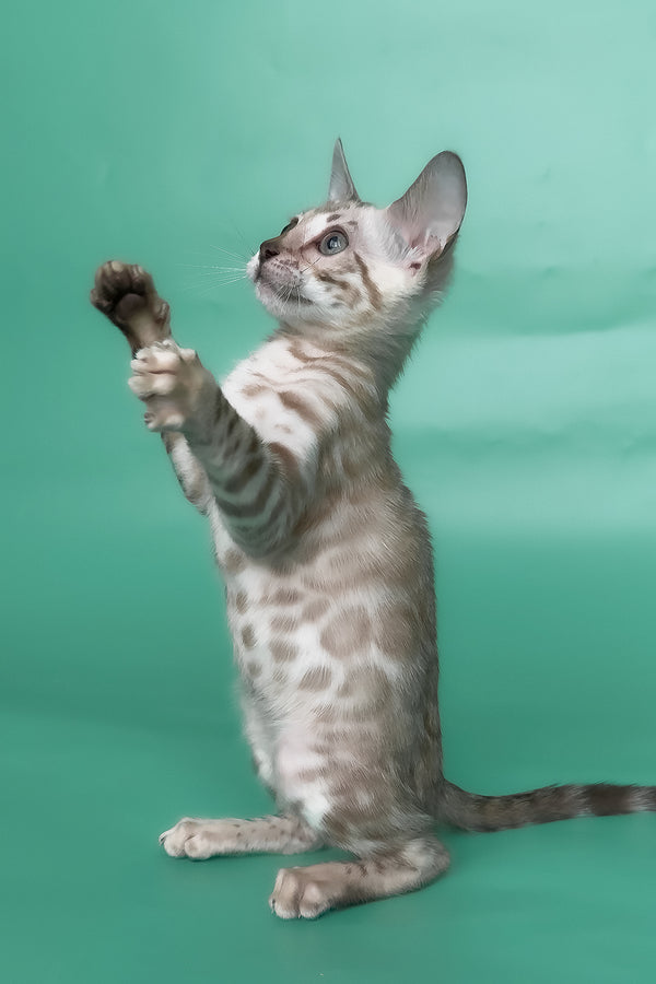Inessa | Bengal Kitten