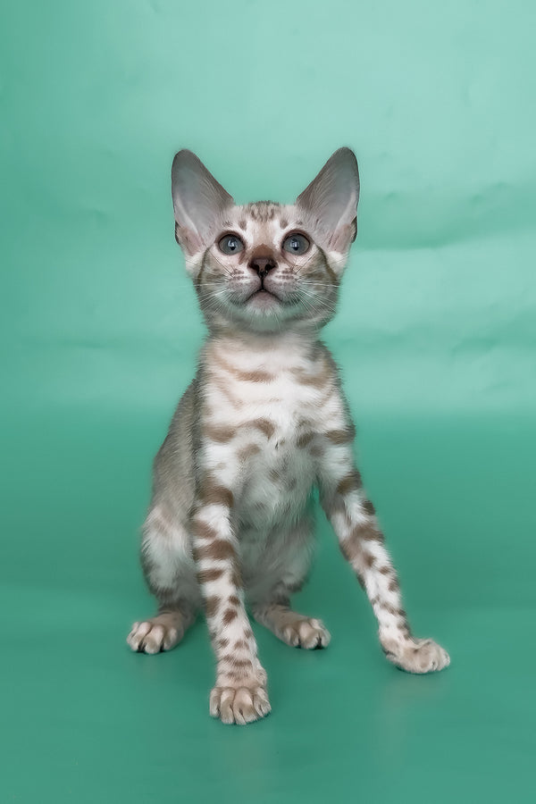 Inessa | Bengal Kitten