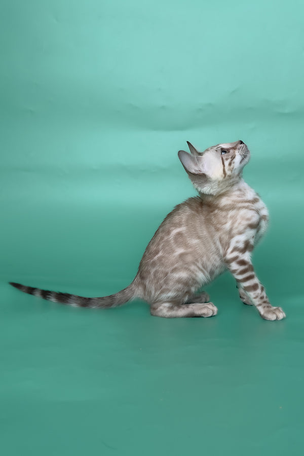 Inessa | Bengal Kitten
