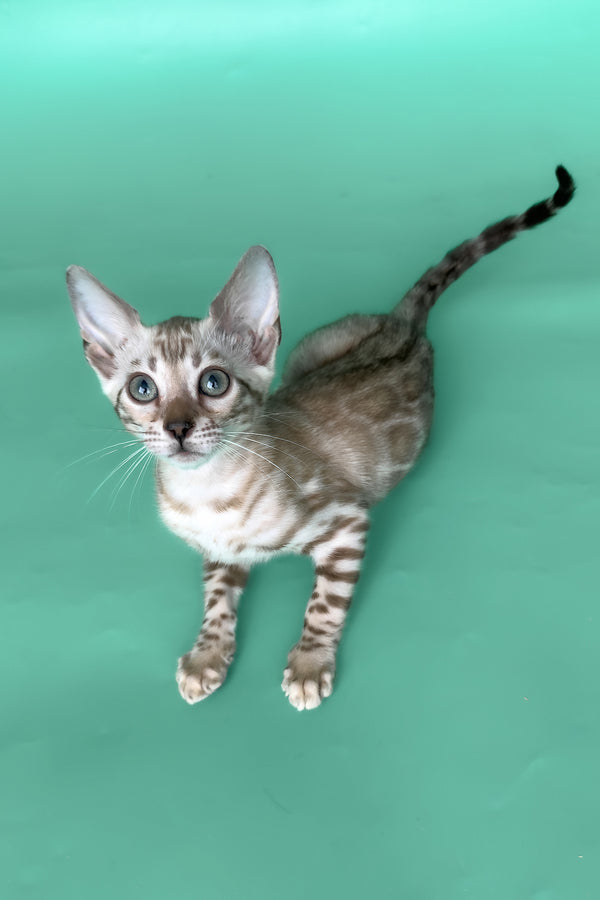 Inessa | Bengal Kitten