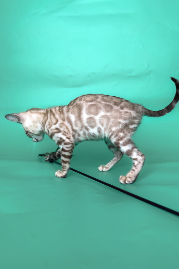Inessa | Bengal Kitten
