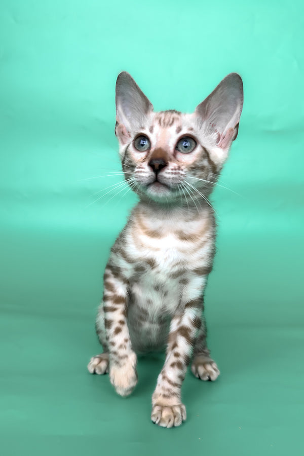 Inessa | Bengal Kitten