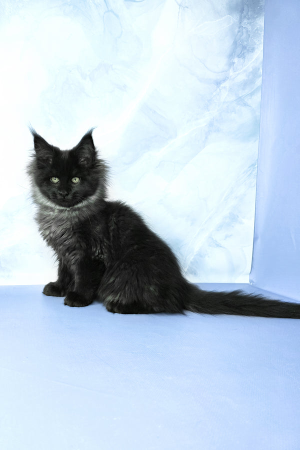 Infiniti | Maine Coon Kitten