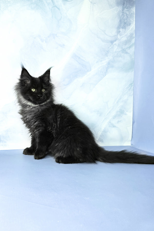 Infiniti | Maine Coon Kitten