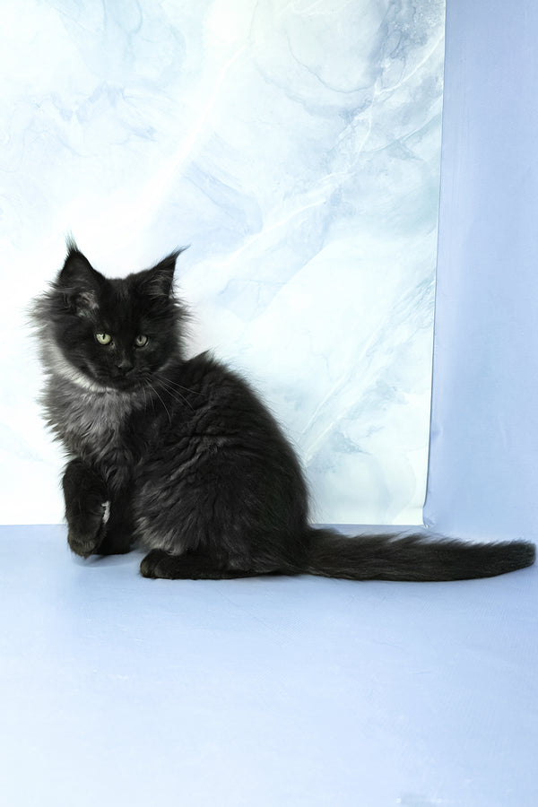 Infiniti | Maine Coon Kitten