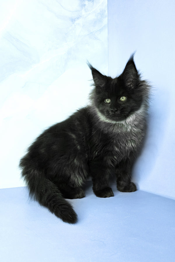 Infiniti | Maine Coon Kitten