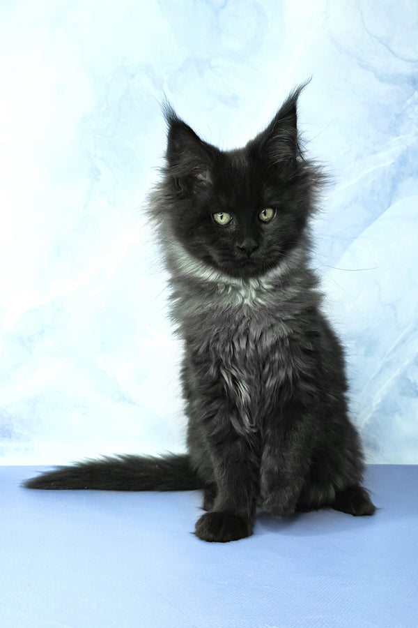 Infiniti | Maine Coon Kitten