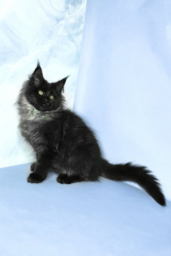 Infiniti | Maine Coon Kitten