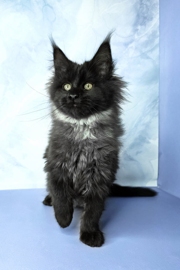 Infiniti | Maine Coon Kitten