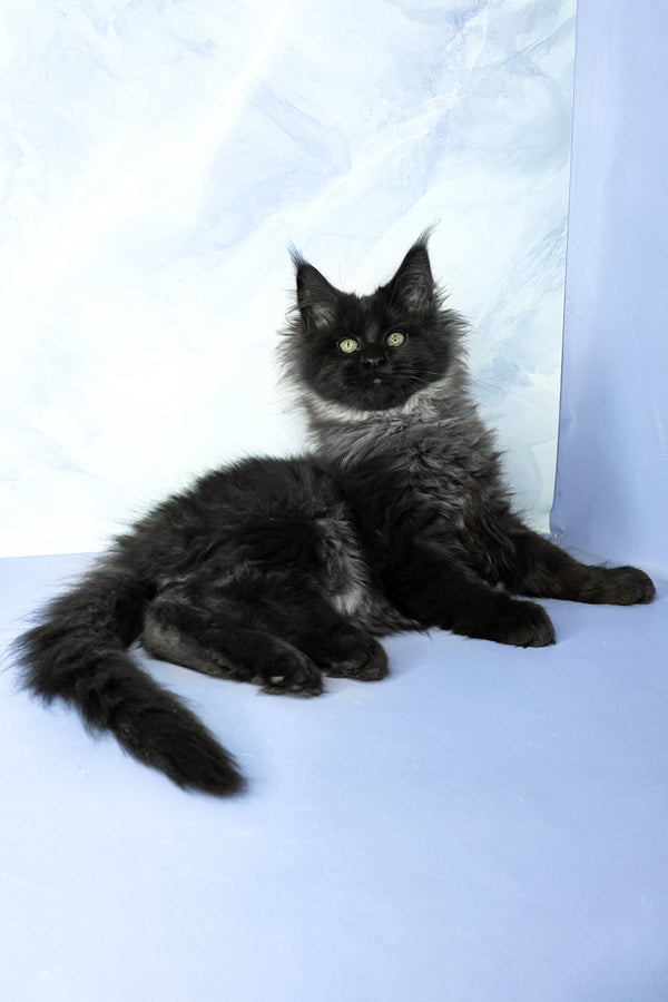 Infiniti | Maine Coon Kitten