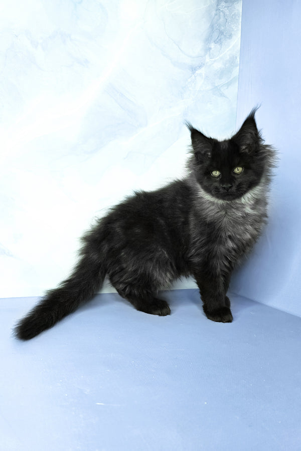 Infiniti | Maine Coon Kitten