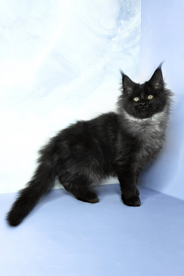 Infiniti | Maine Coon Kitten