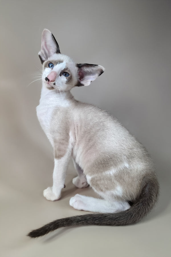 Ink | Oriental Shorthair Kitten