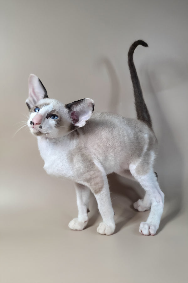 Ink | Oriental Shorthair Kitten