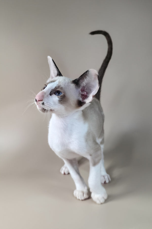 Ink | Oriental Shorthair Kitten