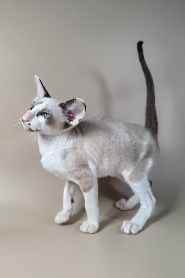 Ink | Oriental Shorthair Kitten