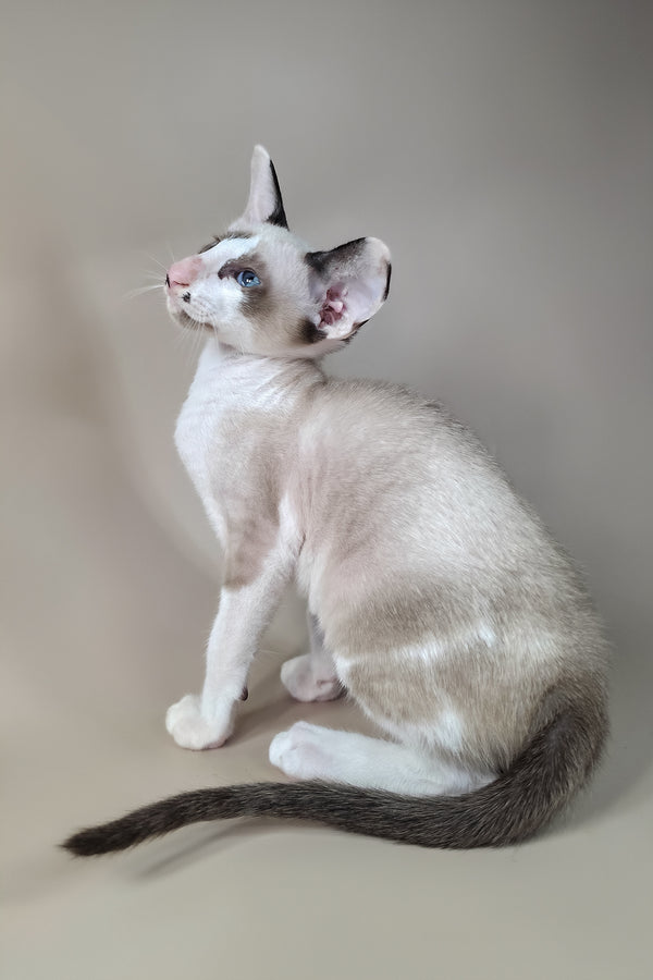Ink | Oriental Shorthair Kitten