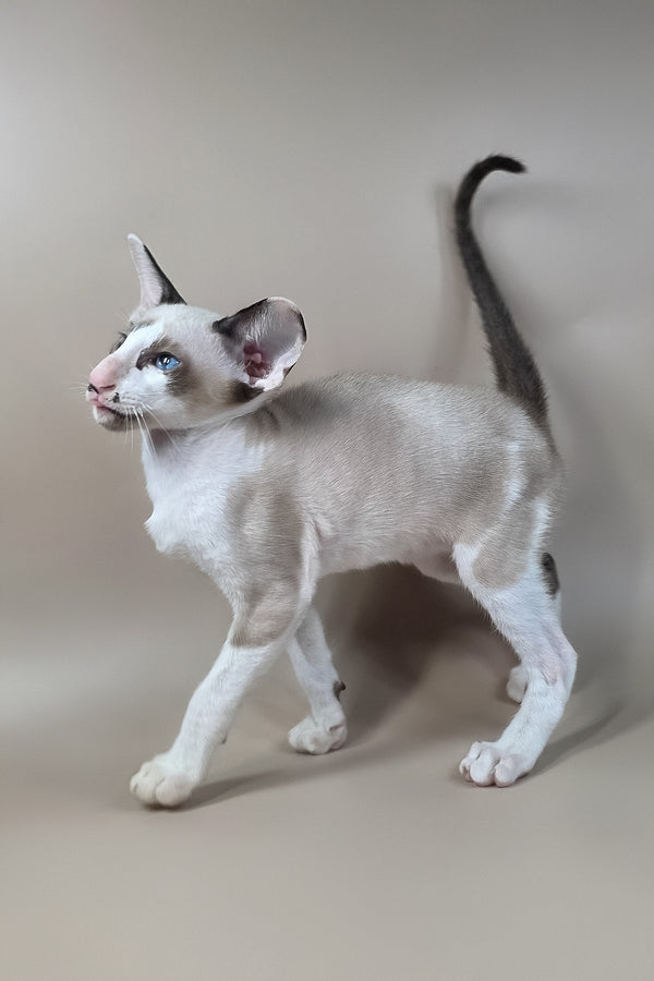 Ink | Oriental Shorthair Kitten