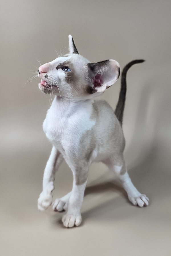 Ink | Oriental Shorthair Kitten