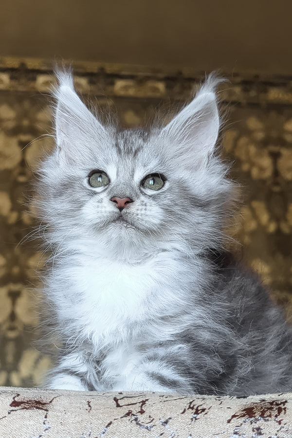 Inneta | Maine Coon Kitten