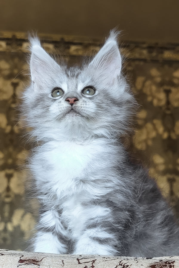 Inneta | Maine Coon Kitten