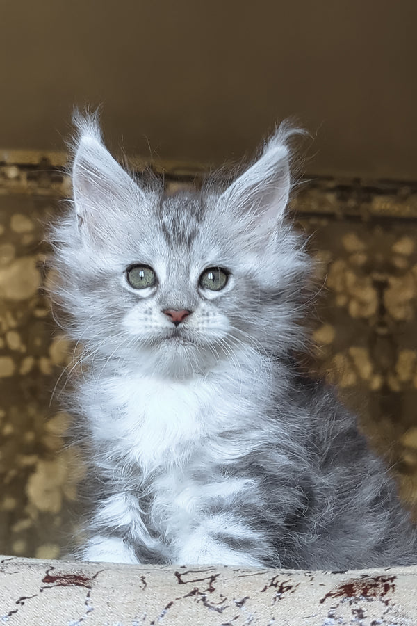 Inneta | Maine Coon Kitten