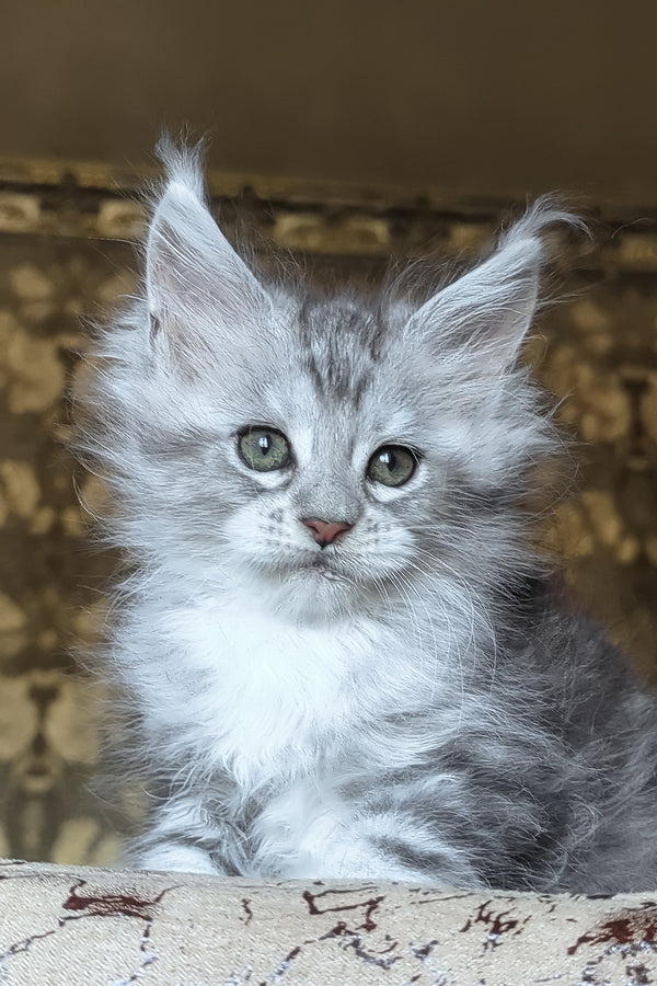 Inneta | Maine Coon Kitten