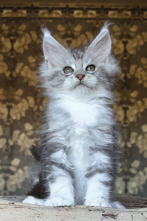 Inneta | Maine Coon Kitten