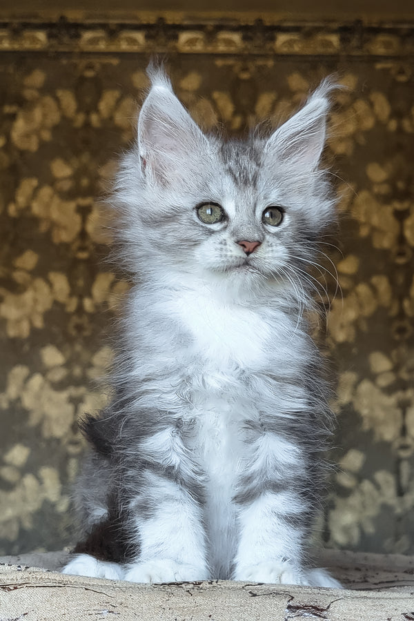 Inneta | Maine Coon Kitten